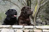 LABRADOR 704